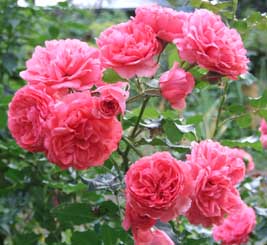 Удобрения для роз весной, летом и осенью.